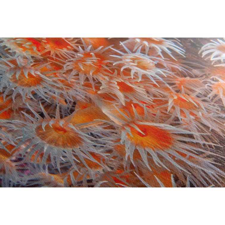 See Life Inspiration Orange Zoanthid Underwater Photograph by Jamie Lee